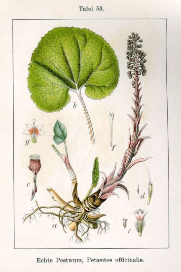 Acsalapu (Petasites officinalis)