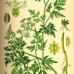 Ádáz (Aethusa cynapium)