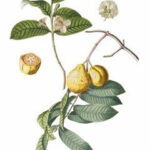 Afrikai szilvafa (Prunus africana)