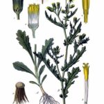 Aggófű (Senecio vulgaris)