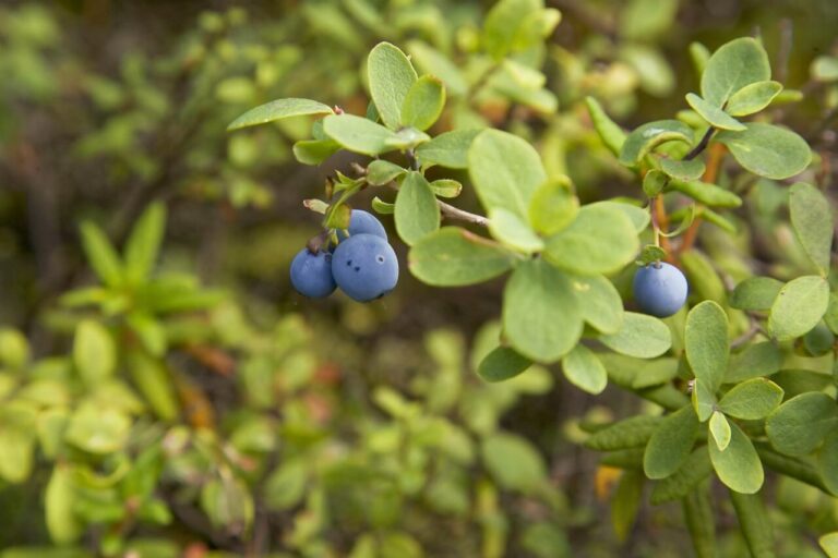 Alaszkai áfonya  (Vaccinium alaskaense) 