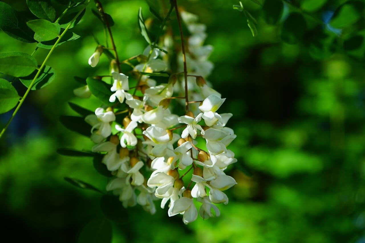 Fehér akác (Robinia pseudoacacia)