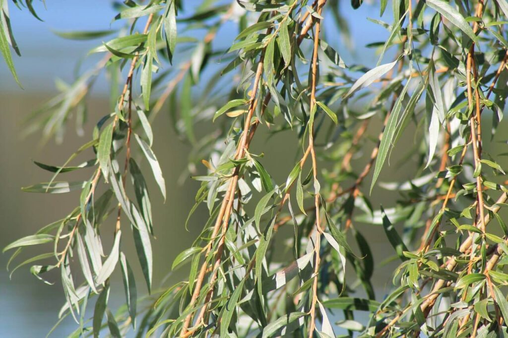 Amerikai fűzfa (Salix cordata)