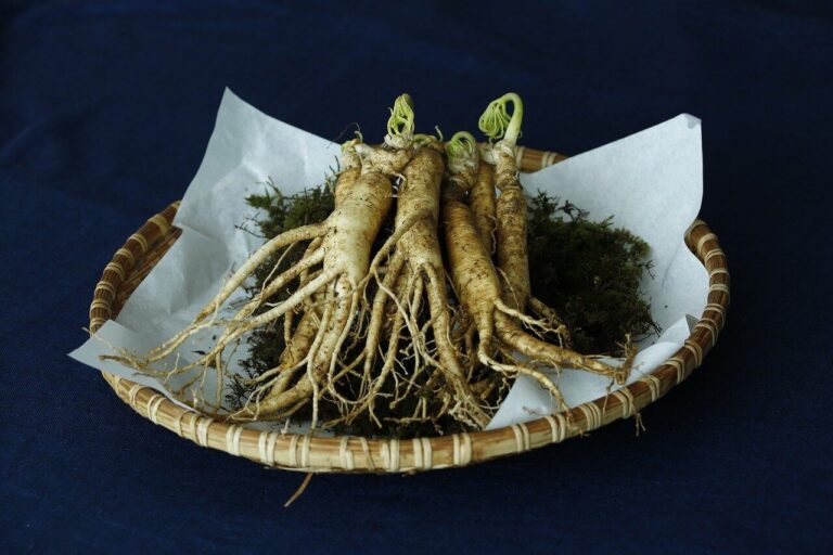 amerikai ginzeng, Panax quinquefolius, Panax quinquefolium