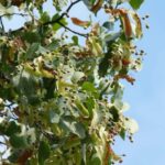 Amerikai hárs (Tilia americana)