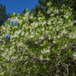 Amerikai hópehelyfa (Chionanthus virginicus)