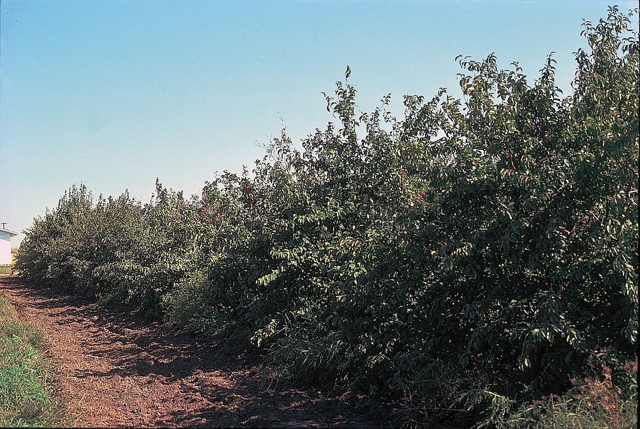 Amerikai szilva (Prunus americana)