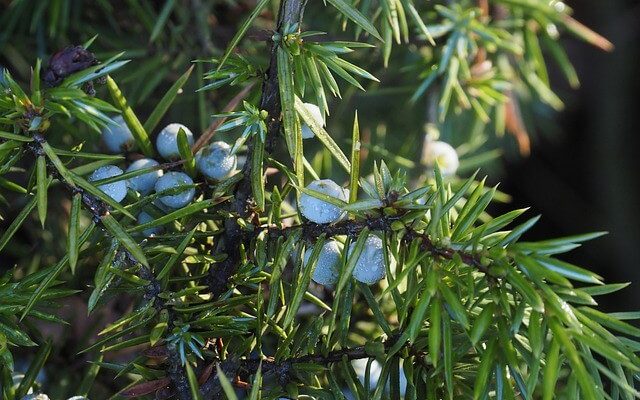 Boróka (Juniperus communis L.)