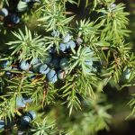 Közönséges boróka (Juniperus communis) jellemzői, hatóanyaga, felhasználása