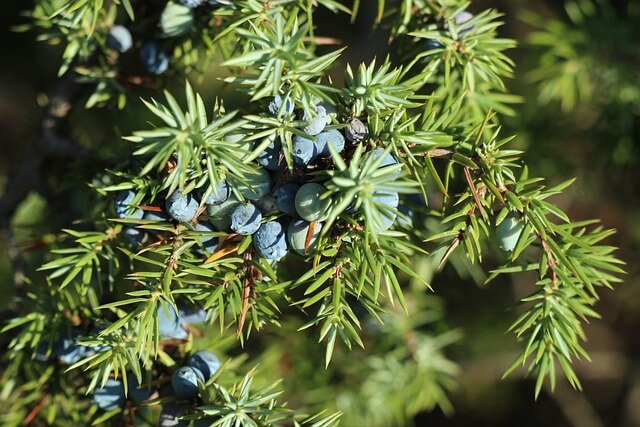 Boróka (Juniperus communis L.)