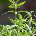 Borsikafű (Satureja hortensis), ízesít és gyógyít