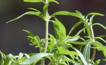 Borsikafű (Satureja hortensis)