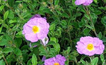 Bodorrózsa (Cistus creticus)