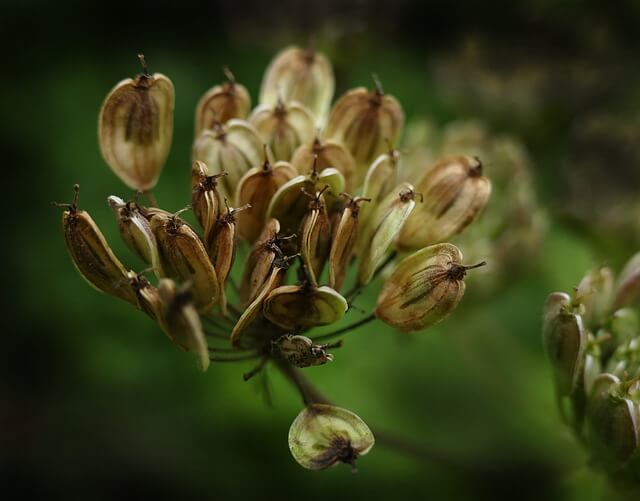 Ánizs (Pimpinella anisum)