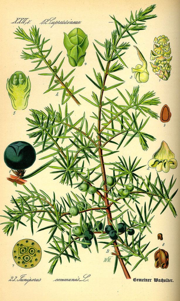 Közönséges boróka (Juniperus communis) jellemzői, hatóanyaga, felhasználása