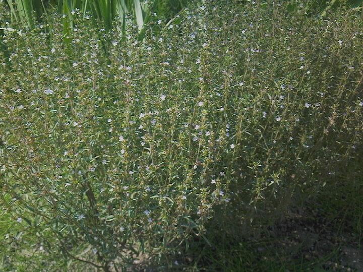 Borsikafű (Satureja hortensis)