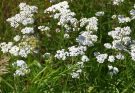 Közönséges cickafark (achillea millefolium) jellemzői, hatóanyaga, felhasználása
