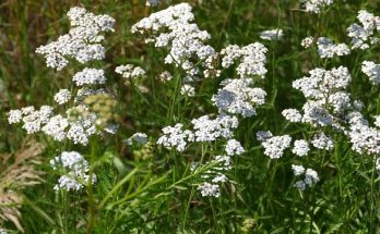 Közönséges cickafark (achillea millefolium) jellemzői, hatóanyaga, felhasználása