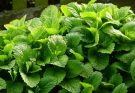 Citromfű (Melissa officinalis),