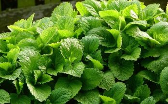 Citromfű (Melissa officinalis),