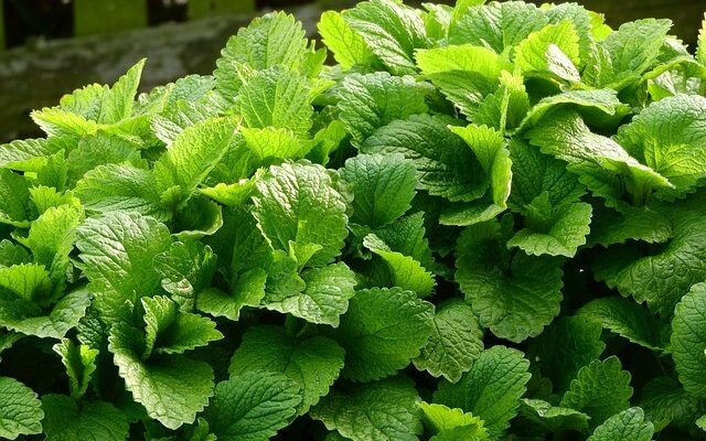 Citromfű (Melissa officinalis),