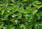 Csalán (Urtica dioica) jellemzői, hatóanyaga, felhasználása