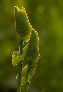 Farkasalma (Aristolochia clematitis) jellemzői, hatóanyaga, felhasználása
