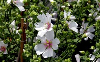 Fehér mályva (Althaea officinalis) jellemzői, hatóanyaga, felhasználása