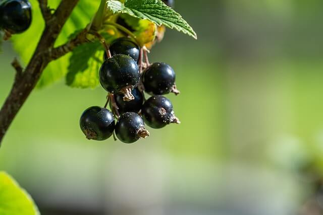 A feketeribizli (Ribes nigrum) jellemzői, hatóanyaga, felhasználása
