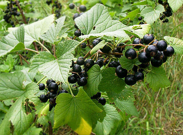 A feketeribizli (Ribes nigrum) jellemzői, hatóanyaga, felhasználása