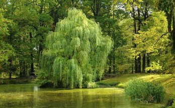 Fűzfa (Fehérfűz, Salix alba) jellemzői, hatóanyaga, felhasználása