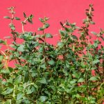 Kakukkfű (Thymus vulgaris) jellemzői, hatóanyaga, felhasználása