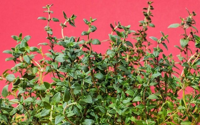 Kakukkfű (Thymus vulgaris) jellemzői, hatóanyaga, felhasználása