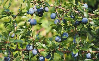 Kökény (Prunus spinosa L) jellemzői, hatóanyaga, felhasználása