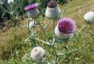 A máriatövis (Silybum marianum) jellemzői, hatóanyaga, felhasználása