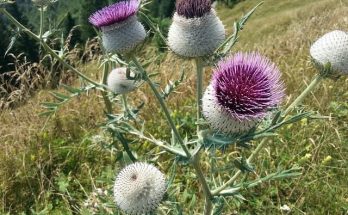 A máriatövis (Silybum marianum) jellemzői, hatóanyaga, felhasználása