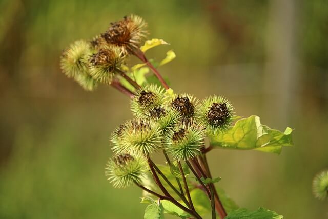 Nagybojtorján (Arctium lappa) jellemzői, hatóanyaga, felhasználása