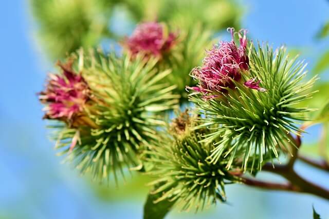 Nagybojtorján (Arctium lappa) jellemzői, hatóanyaga, felhasználása