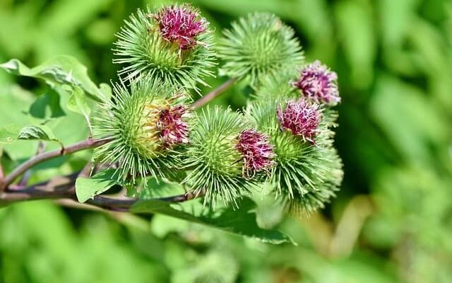 Nagybojtorján (Arctium lappa) jellemzői, hatóanyaga, felhasználása