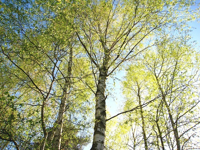 Nyírfa (Betula pendula) jellemzői, hatóanyaga, felhasználása