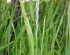 Tarack (Elymus repens Közönséges tarackbúza) jellemzői, hatóanyaga, felhasználása