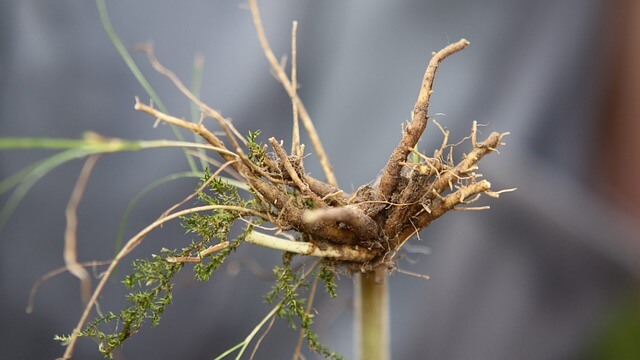 Macskagyökér (Valeriana officinalis) jellemzői, hatóanyaga, felhasználása