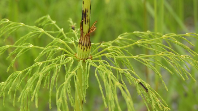 Mezei zsurló (Equisetum arvense) jellemzői, hatóanyaga, felhasználása