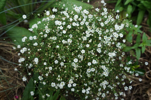 Buglyos Fátyolvirág (Gypsophila paniculata) jellemzői, hatóanyaga, felhasználása