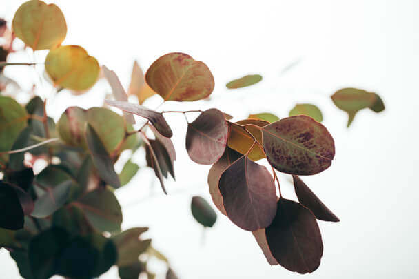 Az eukaliptusz (Eucalyptus) jellemzői, hatóanyaga, felhasználása