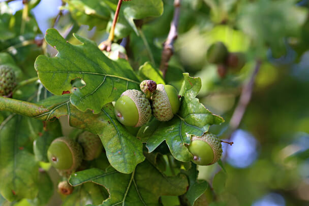 Tölgyfa (Quercus robur) jellemzői, hatóanyaga, felhasználása