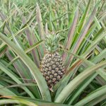 Az ananász (Ananas) jellemzői, hatóanyaga, felhasználása