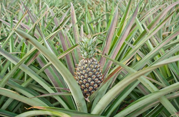 Az ananász (Ananas) jellemzői, hatóanyaga, felhasználása