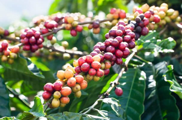 Az arab kávé (Coffea arabica) jellemzői, hatóanyaga, felhasználása
