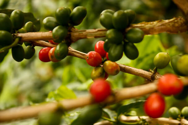 Az arab kávé (Coffea arabica) jellemzői, hatóanyaga, felhasználása